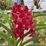 Carica l&#39;immagine nel visualizzatore Galleria, Vandachostylis Crownfox Red Gem x Vanda tessellata
