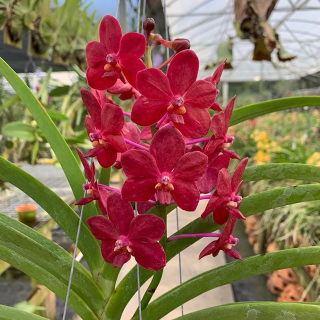 Vandachostylis Crownfox Red Gem x Vanda tessellata