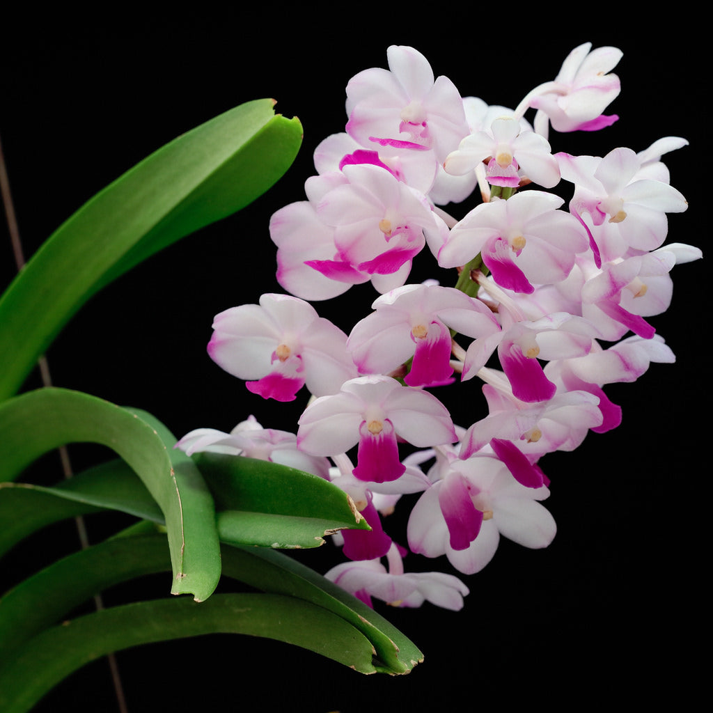 Vandachostylis Janice Allison
