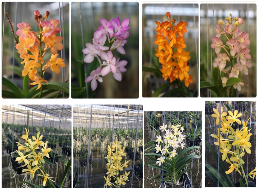 Vandachostylis Lou Sneary x (Asctm. Miniatum x Christensonia vietnamica)