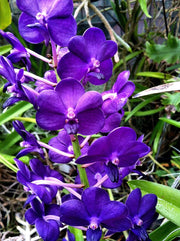 Vandachostylis Sasicha