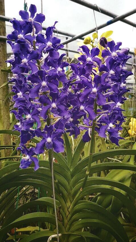 Vandachostylis Sasicha