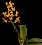 Vandaenopsis Yin Cheng Amanda (Anna Larati Soekardi x V.miniata)