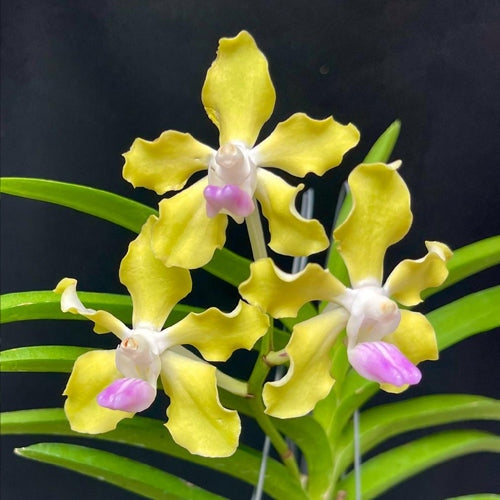 Vanda tessellata f. semialba