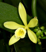 Vanilla planifolia 'Albo-Variegata'