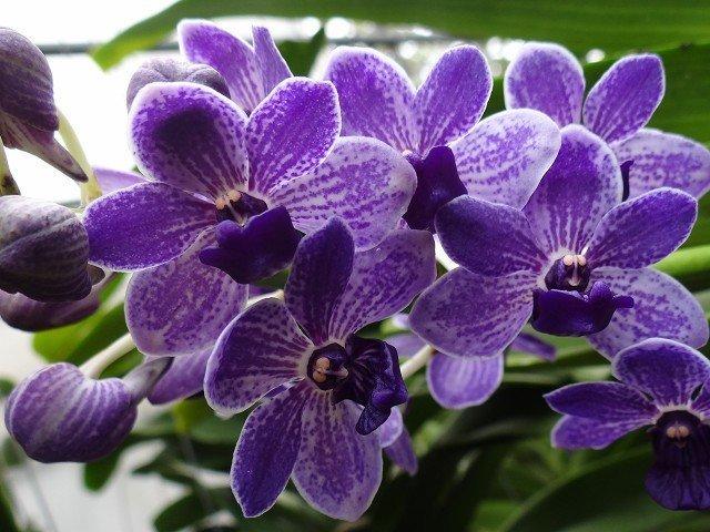 Vascostylis Vasco. Thailand x Rhy. gigantea