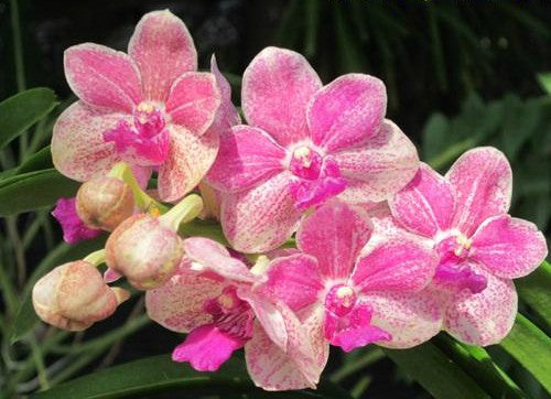 Vascostylis Kultana Million Baht