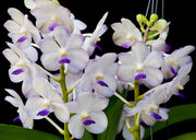 Vascostylis Viboon Velvet