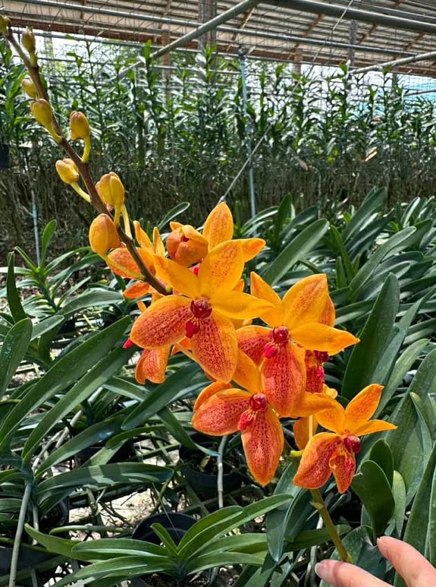 Vanda Kagawara Sandy Gold