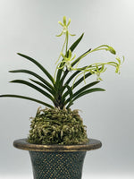 Carica l'immagine nel visualizzatore Galleria, Neofinetia falcata 'Hisui' 翡翠