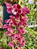 Carica l'immagine nel visualizzatore Galleria, Cymbidium Cascade 'Fido'