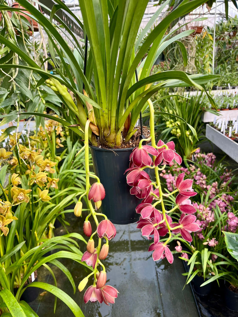 Cymbidium Cascade 'Fido'