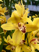 Load image into Gallery viewer, Cymbidium Tracey