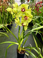 Carica l'immagine nel visualizzatore Galleria, Cymbidium Wijnand Big Green