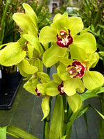 Carica l'immagine nel visualizzatore Galleria, Cymbidium Wijnand Big Green