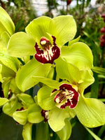 Carica l'immagine nel visualizzatore Galleria, Cymbidium Wijnand Big Green