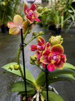 Carica l&#39;immagine nel visualizzatore Galleria, Phalaenopsis Biondora - Peloric 3 lips
