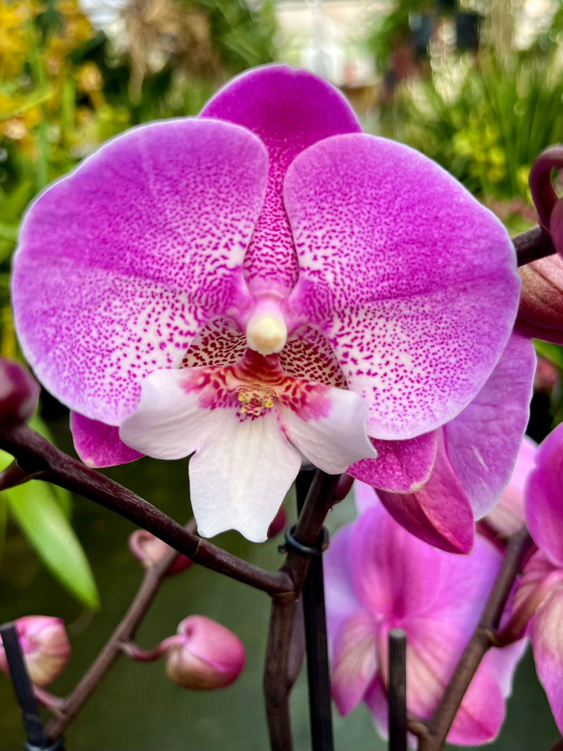 Phalaenopsis Lianher Mermaid - Big Lip