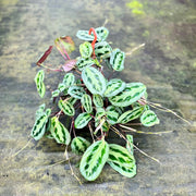 Maranta cristata 'Intense'