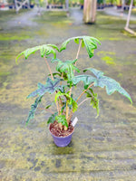 Carica l&#39;immagine nel visualizzatore Galleria, Alocasia Tandurusa &#39;Jacklyn&#39;
