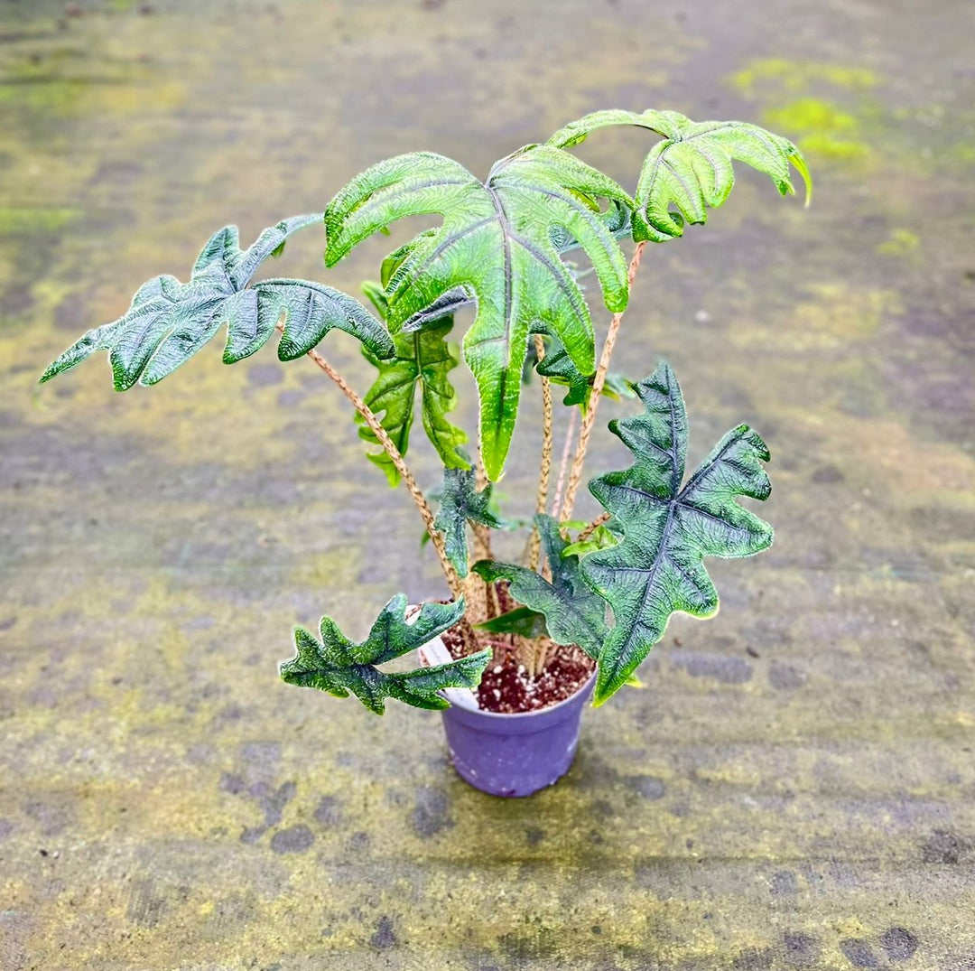 Alocasia Tandurusa 'Jacklyn'