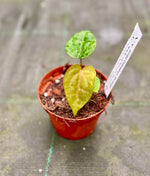 Carica l&#39;immagine nel visualizzatore Galleria, Anthurium papililaminum x dressleri
