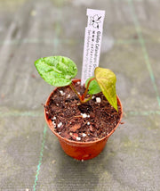 Anthurium papililaminum x dressleri