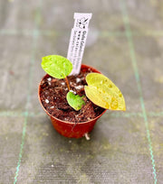 Anthurium papillilaminum x papillilaminum