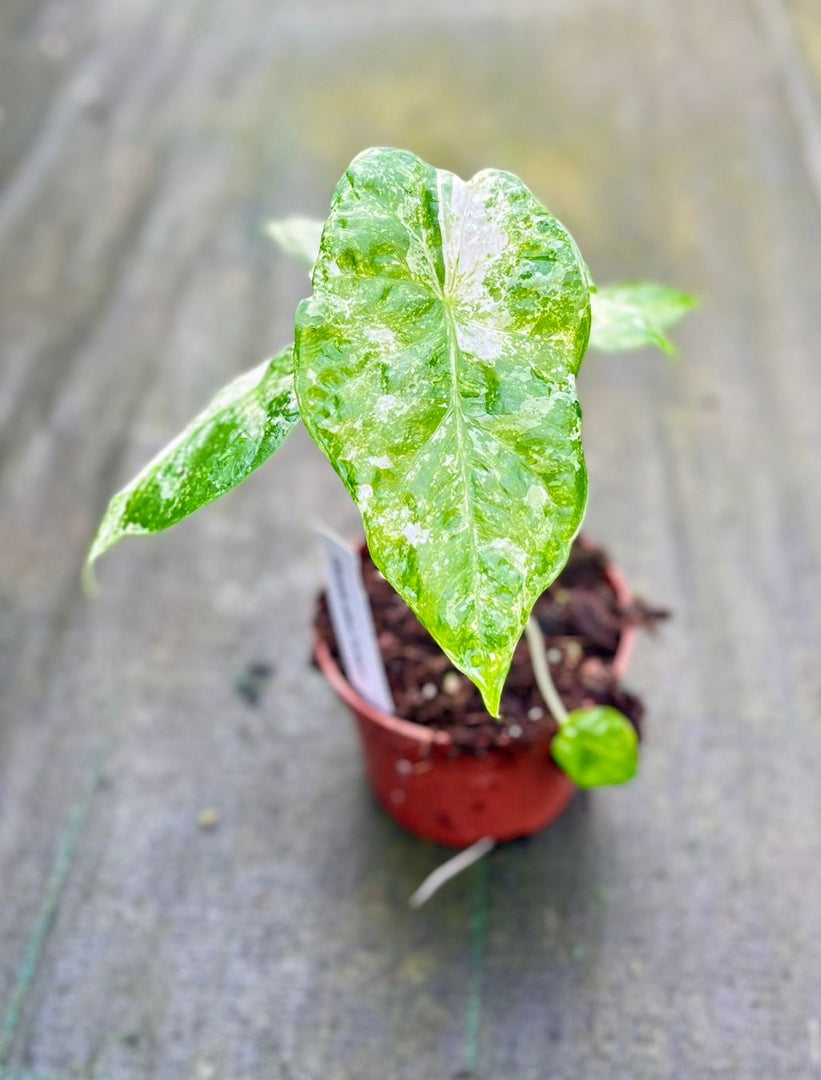 Alocasia odora variegata