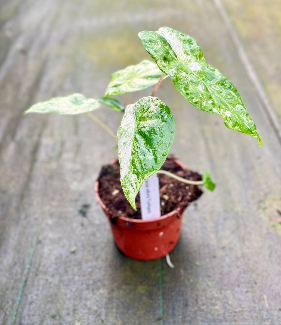 Alocasia odora variegata
