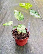 Carica l&#39;immagine nel visualizzatore Galleria, Alocasia odora variegata
