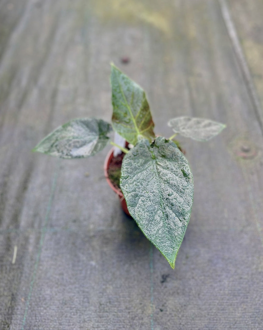 Alocasia Antoro Velvet