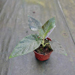 Carica l&#39;immagine nel visualizzatore Galleria, Alocasia Antoro Velvet
