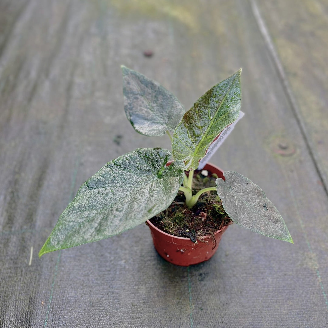 Alocasia Antoro Velvet