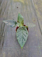 Carica l&#39;immagine nel visualizzatore Galleria, Alocasia Antoro Velvet
