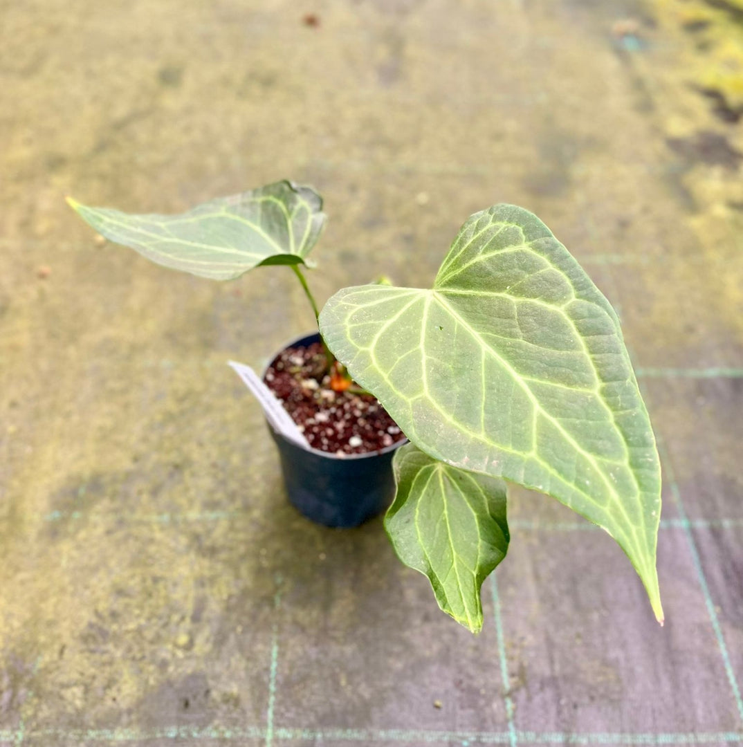 Anthurium 'Delta Force'