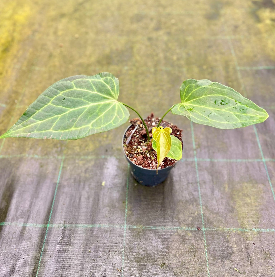 Anthurium 'Delta Force'