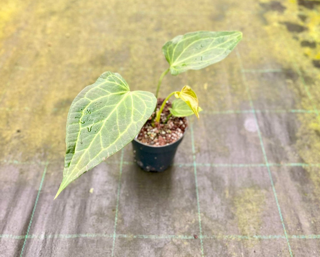 Anthurium 'Delta Force'