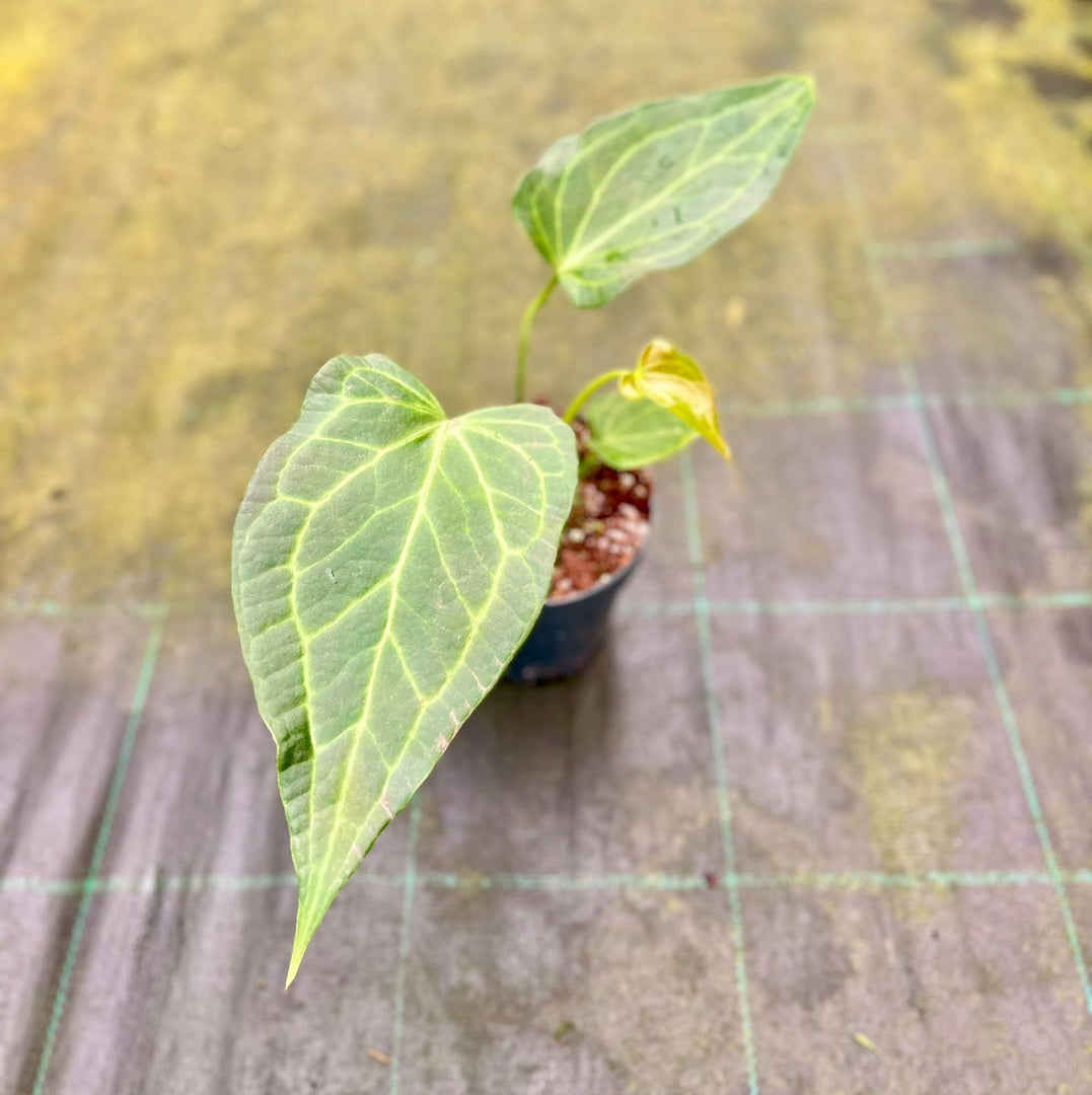 Anthurium 'Delta Force'