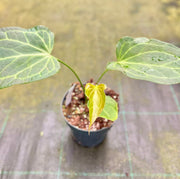 Anthurium 'Delta Force'