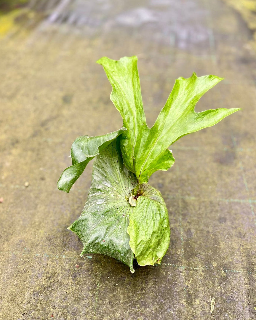 Platycerium superbum