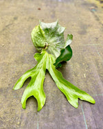 Carica l&#39;immagine nel visualizzatore Galleria, Platycerium superbum
