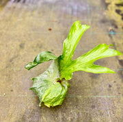 Platycerium superbum