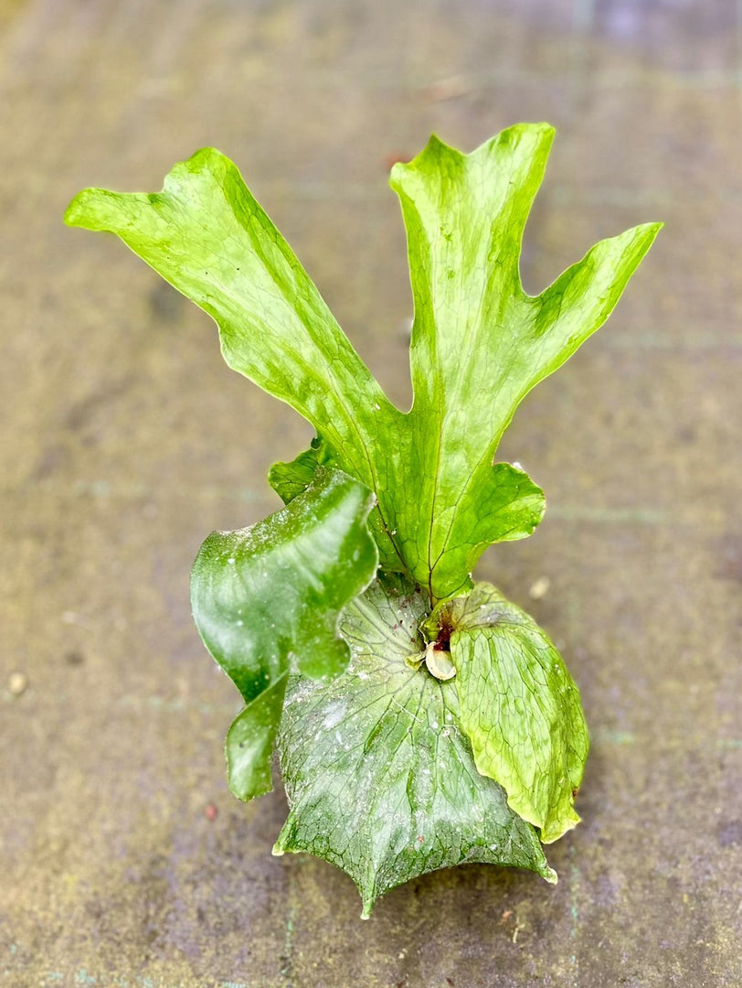 Platycerium superbum