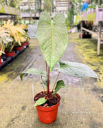 Carica l&#39;immagine nel visualizzatore Galleria, Anthurium magnificum x nigrolaminum &#39;Gigi&#39;
