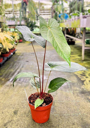 Anthurium magnificum x nigrolaminum 'Gigi'