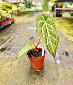 Carica l&#39;immagine nel visualizzatore Galleria, Anthurium magnificum
