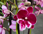 Carica l&#39;immagine nel visualizzatore Galleria, Phalaenopsis Yushan Fairy Go - Big Lip
