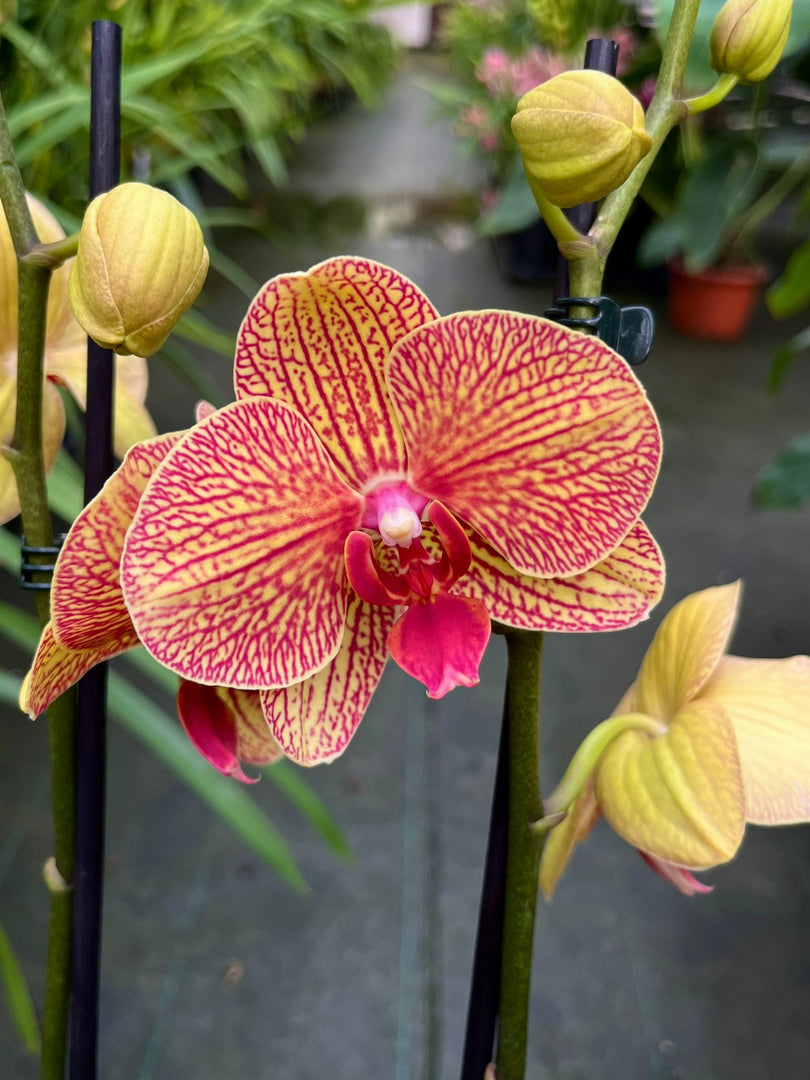 Phalaenopsis Apollo