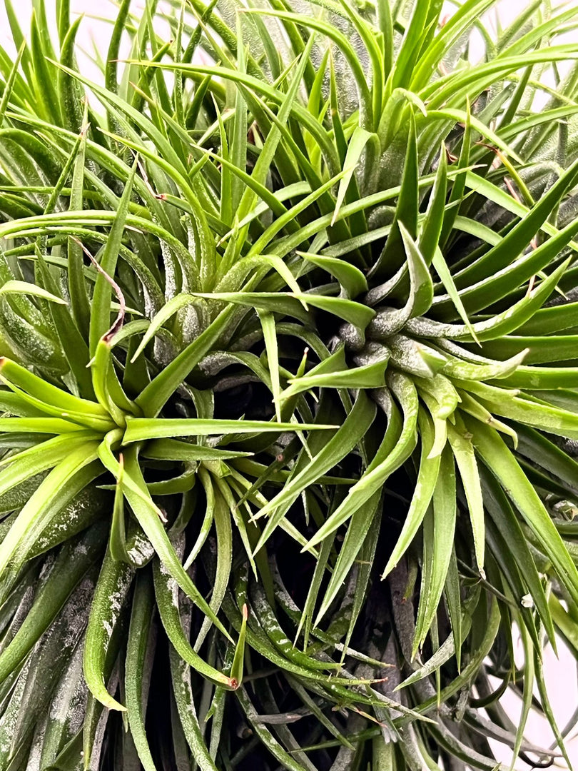 Tillandsia Ionantha Jumbo